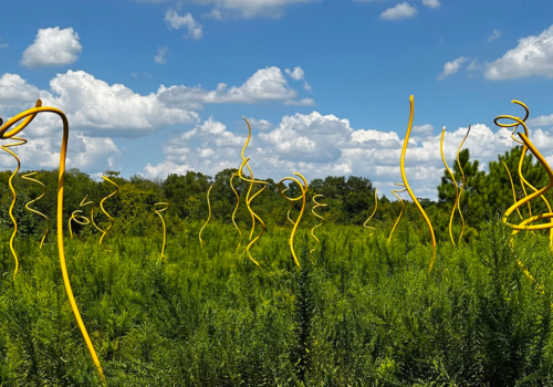 Field of grass with the sky in the background