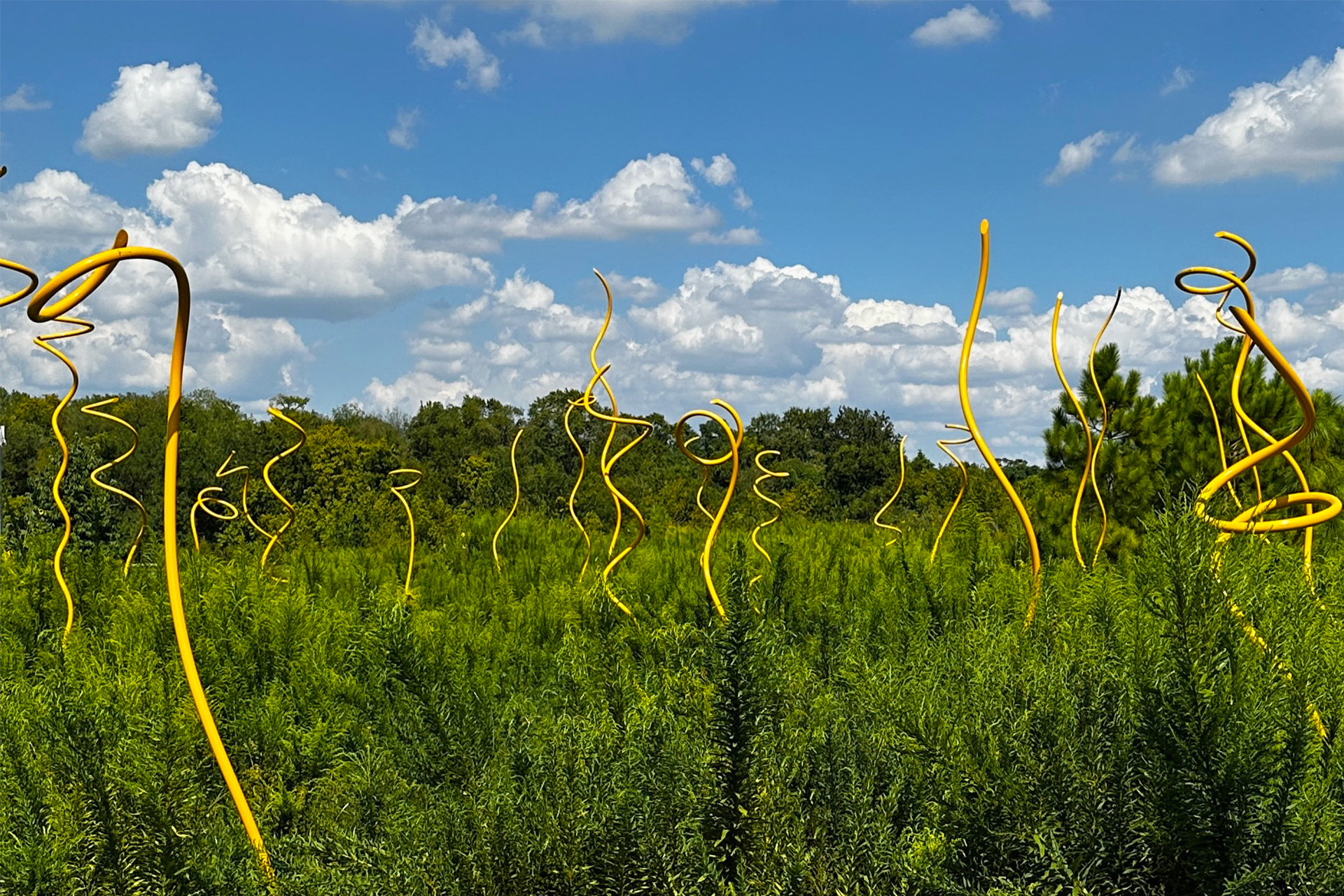 Field of grass with the sky in the background